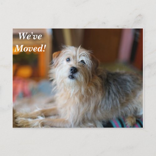 Border Terrier Weve Moved New Address Postcard