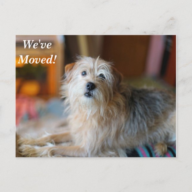 Border Terrier We've Moved New Address Postcard (Front)