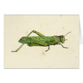 Bordered Print of Green Grasshopper (Front Horizontal)