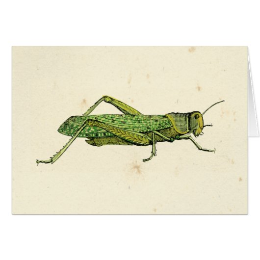 Bordered Print of Green Grasshopper Cards (Front Horizontal)