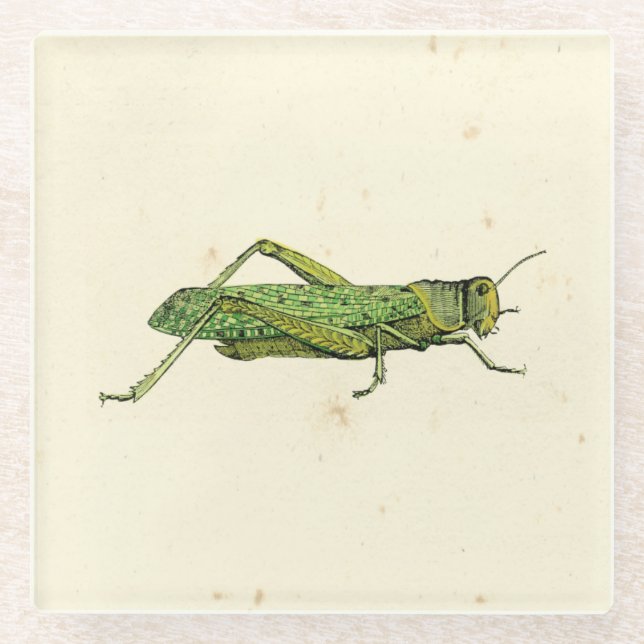 Bordered Print of Green Grasshopper Glass Coaster (Front)