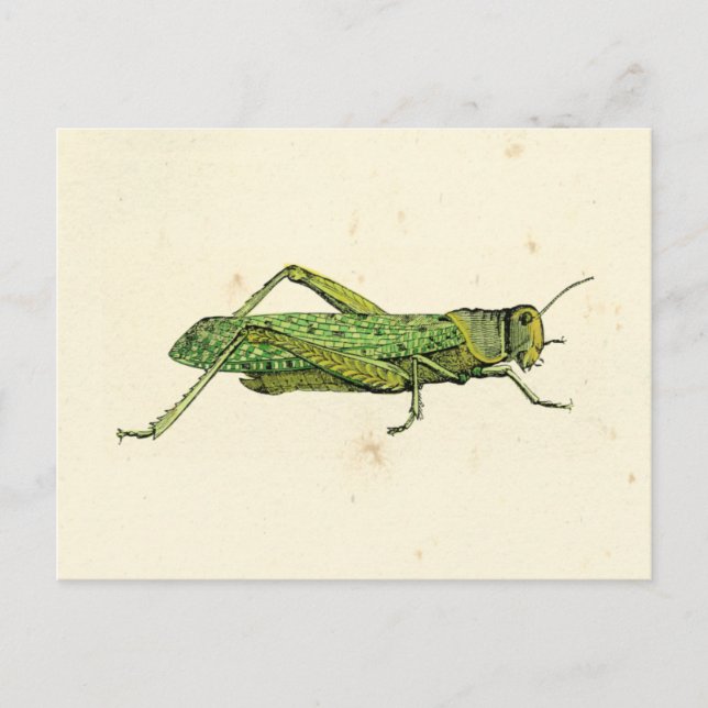 Bordered Print of Green Grasshopper Postcard (Front)
