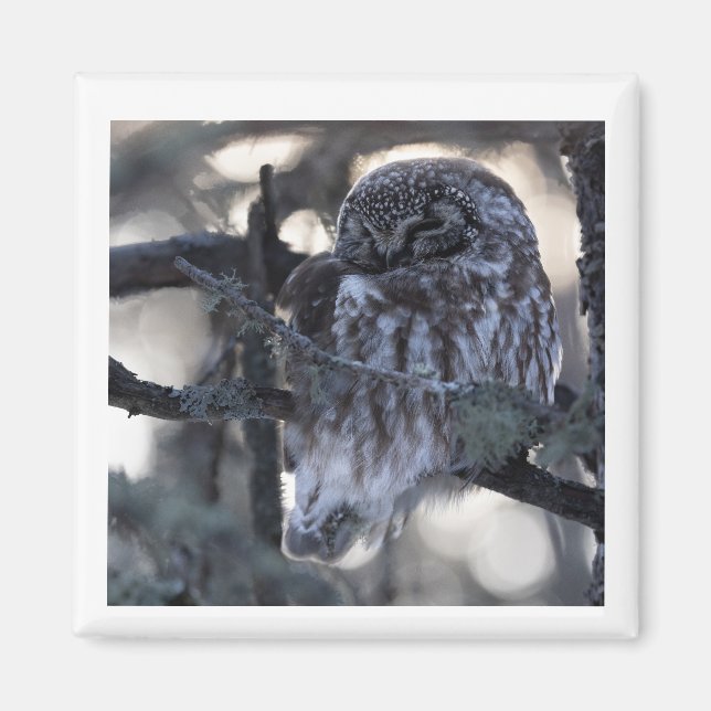 Boreal Owl Magnet (Front)