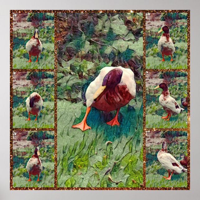 Bored Duck Photo Collage, Poster (Front)