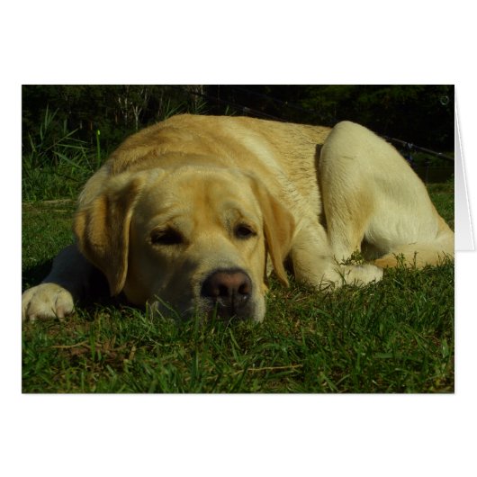 Boredom - Labrador in green grass Cards (Front Horizontal)