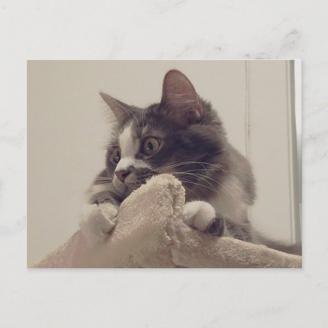 Boris the Cute Nubber Kitty Postcard (Front)