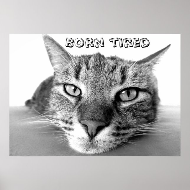 Born tired kitty poster (Front)