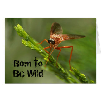 Born To Be Wild Cards