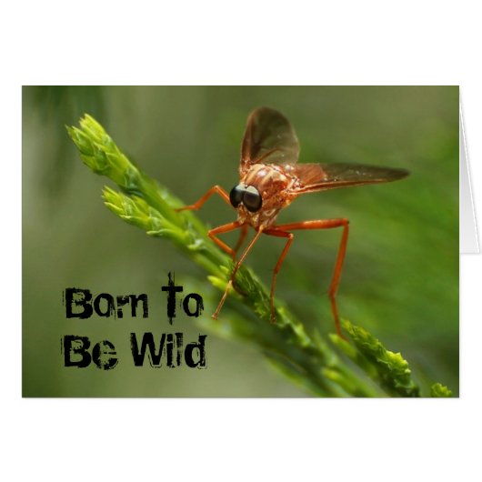 Born To Be Wild Cards (Front Horizontal)