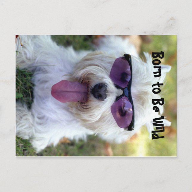 Born to Be Wild Postcard (Front)