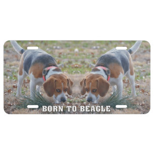 Born to Beagle License Plate