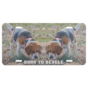 Born To Beagle License Plate by WackemArt at Zazzle