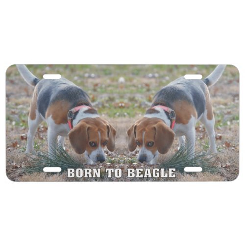 Born to Beagle License Plate