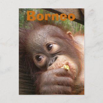 Borneo Baby Orangutan Postcard by Rebecca_Reeder at Zazzle