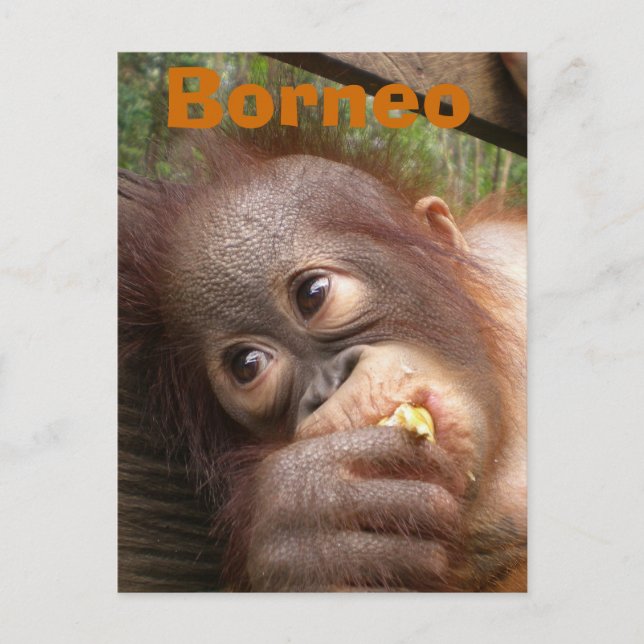 Borneo Baby Orangutan Postcard (Front)