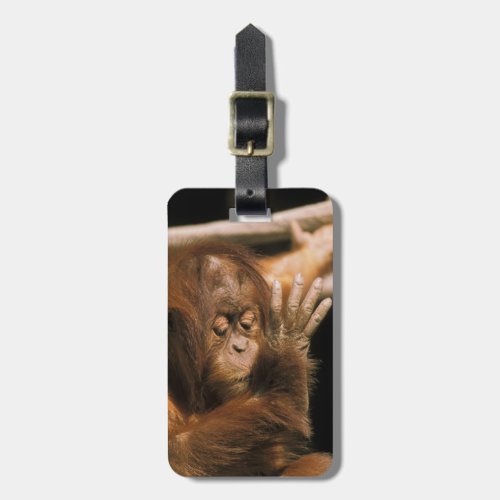 Borneo Captive orangutan or pongo pygmaeus Luggage Tag