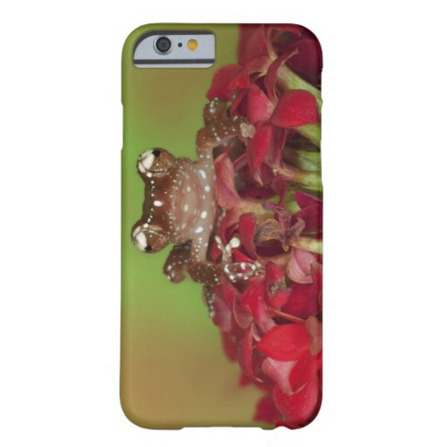 Borneo Close_up of Cinnamon Tree Frog on red Barely There iPhone 6 Case