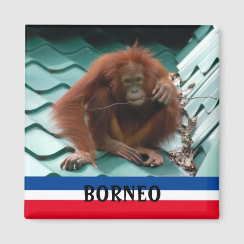 Borneo Cute Orangutan in Sepilok Souvenir Magnet