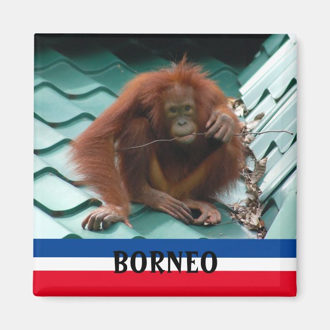 Borneo Cute Orangutan in Sepilok Souvenir Magnet (Front)