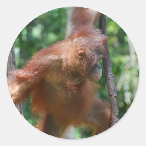 Borneo Great Ape Orangutan Classic Round Sticker