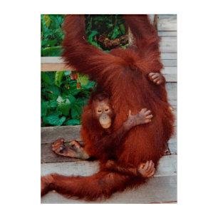 Borneo orangutan acrylic print