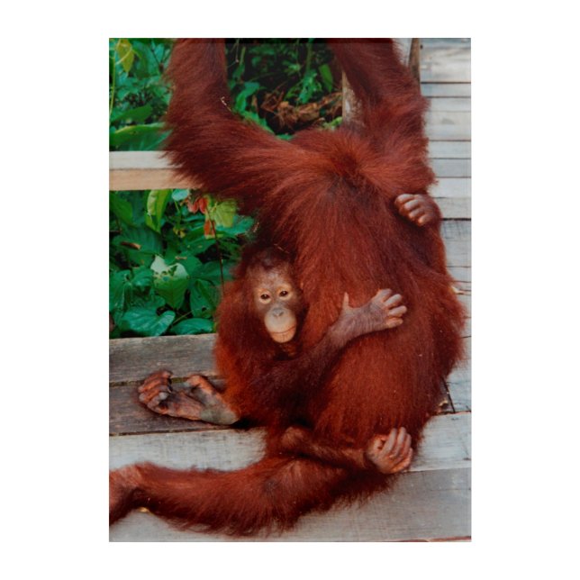 Borneo orangutan acrylic print (Front)