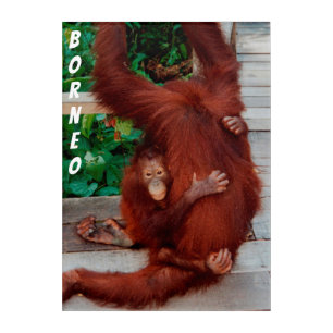 Borneo orangutan acrylic print