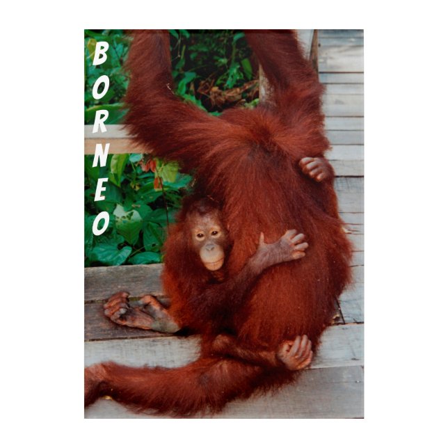 Borneo orangutan acrylic print (Front)