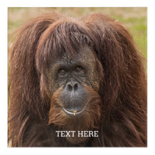 Borneo Orangutan Beautiful Photography Acrylic Print