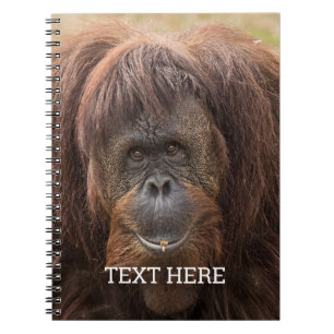 Borneo Orangutan Beautiful Photography Notebook