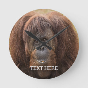Borneo Orangutan Beautiful Photography Round Clock