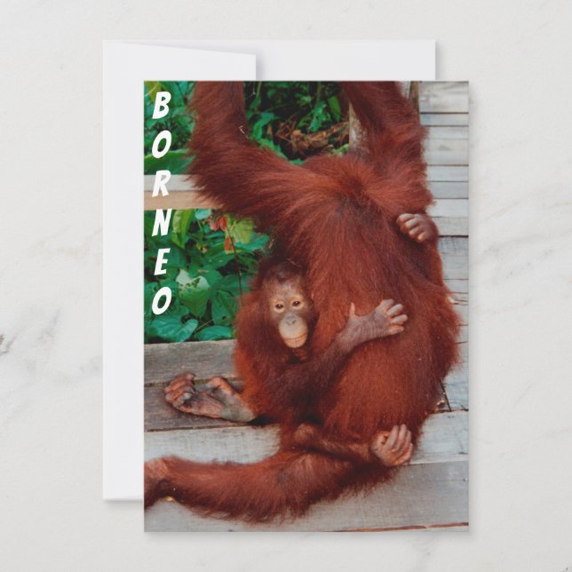 Borneo orangutan card (Front)