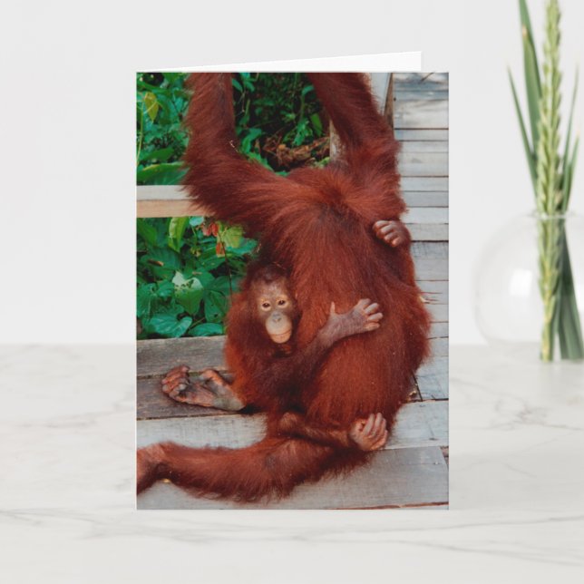 Borneo orangutan card (Front)