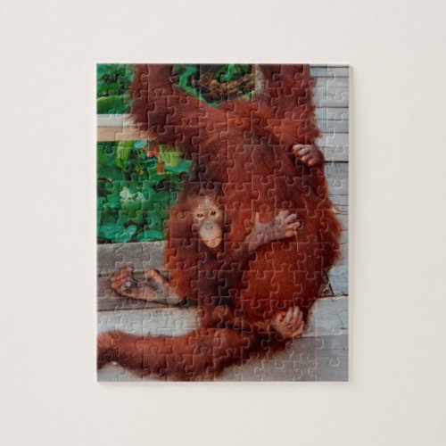 Borneo orangutan jigsaw puzzle