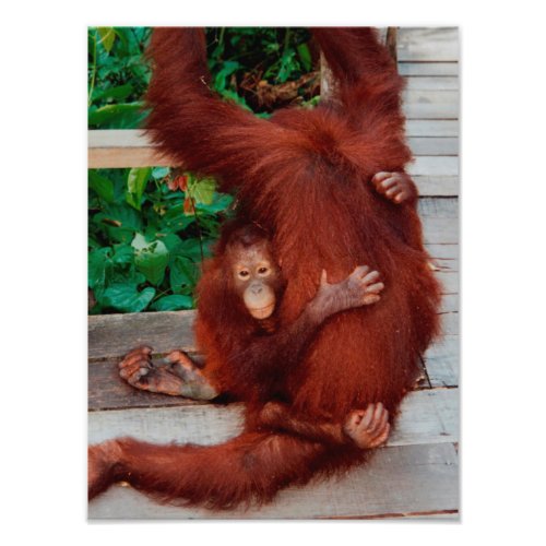 Borneo orangutan photo print