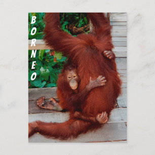 Borneo orangutan postcard