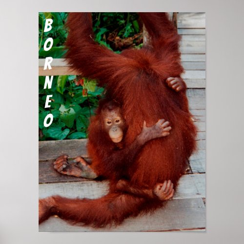 Borneo orangutan poster