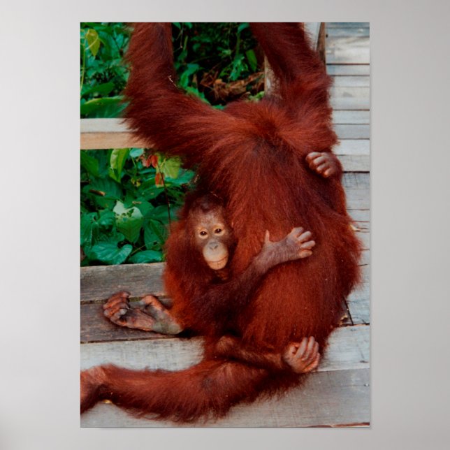 Borneo orangutan poster (Front)