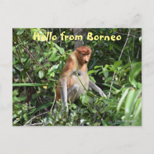 Borneo Proboscis Monkey Indonesia Wildlife Postcard