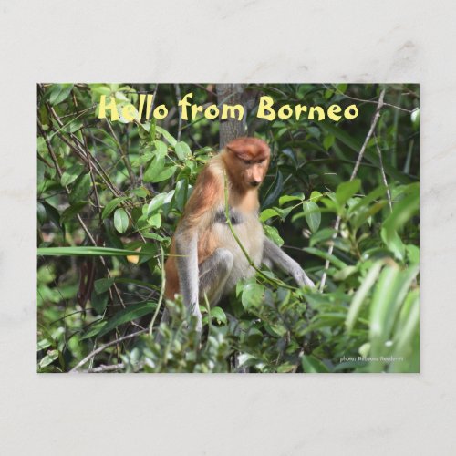 Borneo Proboscis Monkey Indonesia Wildlife Postcard