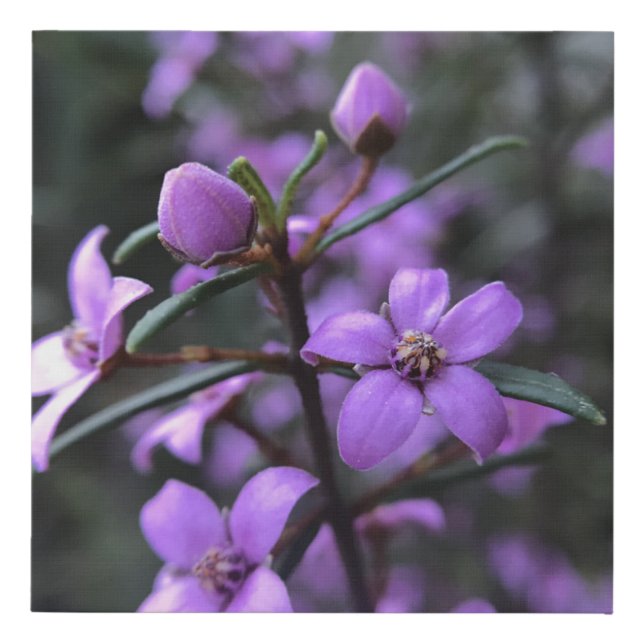 Boronia Australian native flower Faux Canvas Print (Front)