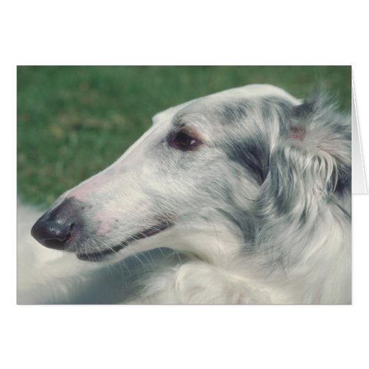 Borzoi Cards (Front Horizontal)