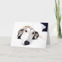 Borzoi love