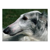 Borzoi, Russian Wolfhound (Front Horizontal)