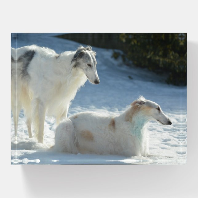 Borzoi - Russian Wolfhound dogs in the Snow Paperweight (Front)