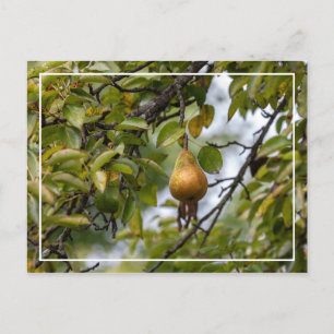 Bosc Pear On The Tree Postcard