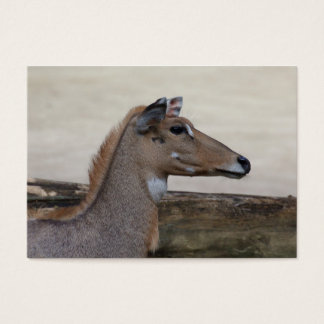 Boselaphus tragocamelus