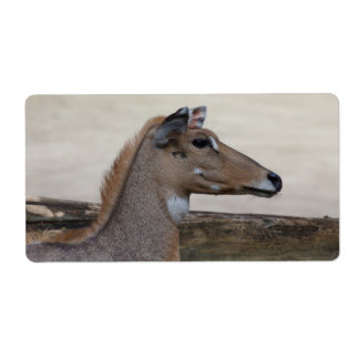 Boselaphus tragocamelus label