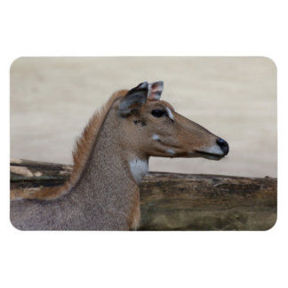 Boselaphus tragocamelus magnet