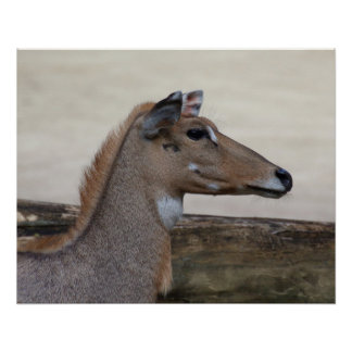 Boselaphus tragocamelus poster